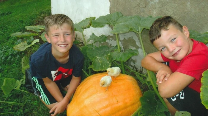 Alexander und Tobias Ecker aus Lödersdorf lassen Omas Küken aus Hof bei Kirchberg auf den selbstgezüchteten Riesenkürbis klettern. Da darf ein tierisches Gruppenfoto natürlich nicht fehlen