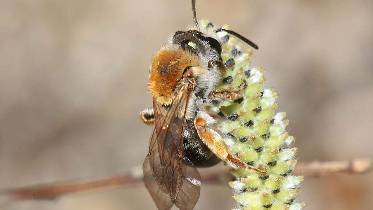 Eine Rotschopfige Sandbiene