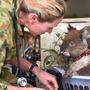 Zahlreiche Koalas starben in Australien in den letzten Jahren bei Naturkatastrophen. Nur ein Bruchteil konnte von Tierschützern gerettet werden.