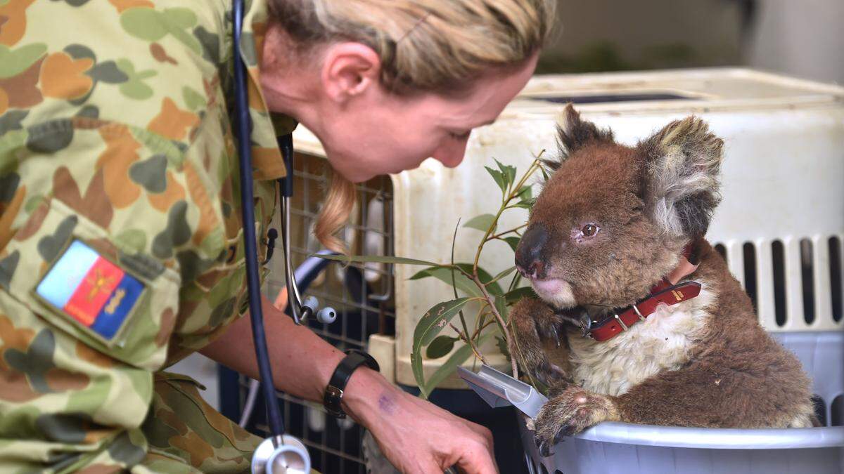 Zahlreiche Koalas starben in Australien in den letzten Jahren bei Naturkatastrophen. Nur ein Bruchteil konnte von Tierschützern gerettet werden.