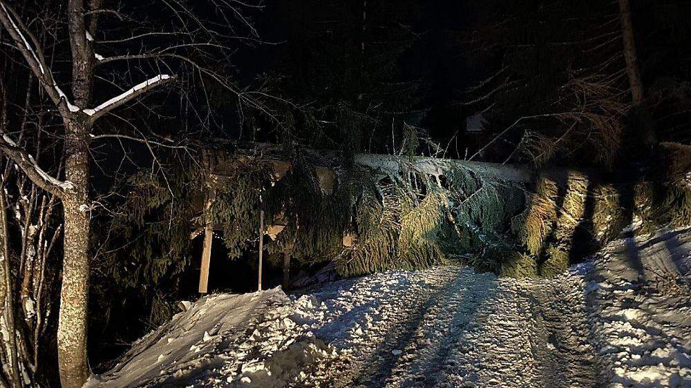 In Bad Kleinkirchheim stürzten mehrere Bäume auf den Mallnockweg