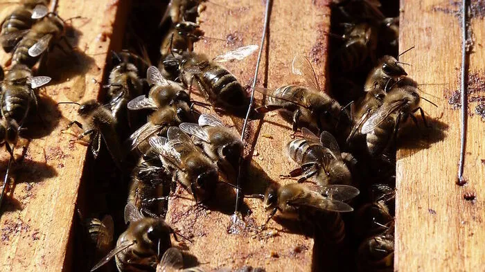 Bei den sommerlichen Temperaturen sind die Bienen hochaktiv
