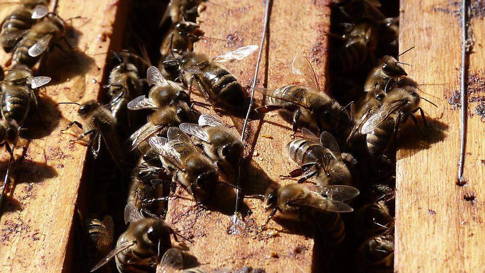 Bei den sommerlichen Temperaturen sind die Bienen hochaktiv  