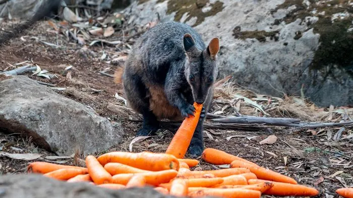 Um die von Buschbränden betroffenen Wallabys zu versorgen, haben Helfer in Australien Karotten und Süßkartoffeln aus der Luft abgeworfen.