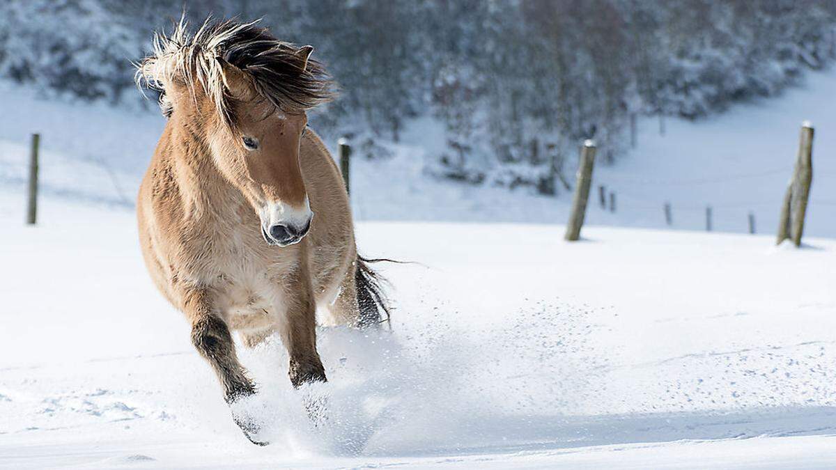 Auf der verschneiten Weide hatten die Tiere zu wenig Futter gefunden (Sujetbild)