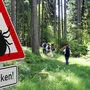 Einige Hundebesitzer im Bezirk Leoben vermeiden es, wegen der vielen Zecken mit ihren Vierbeinern im Wald spazieren zu gehen