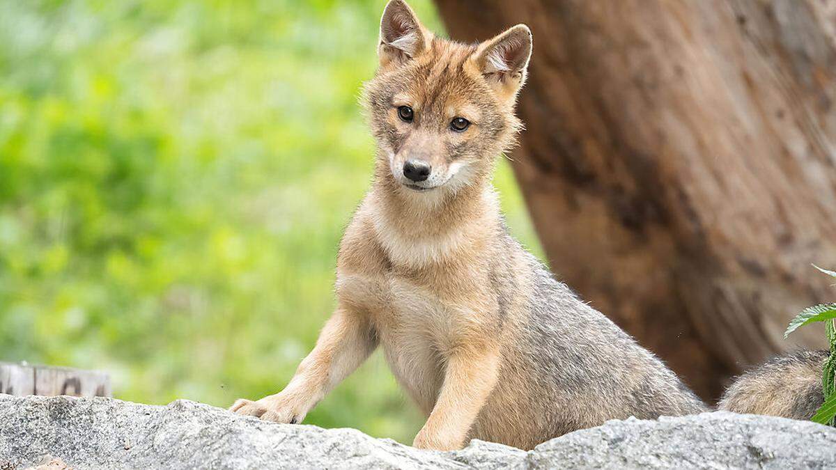 Der Goldschakal breitet sich auch in Kärnten aus