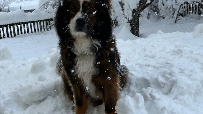 Hundewetter?