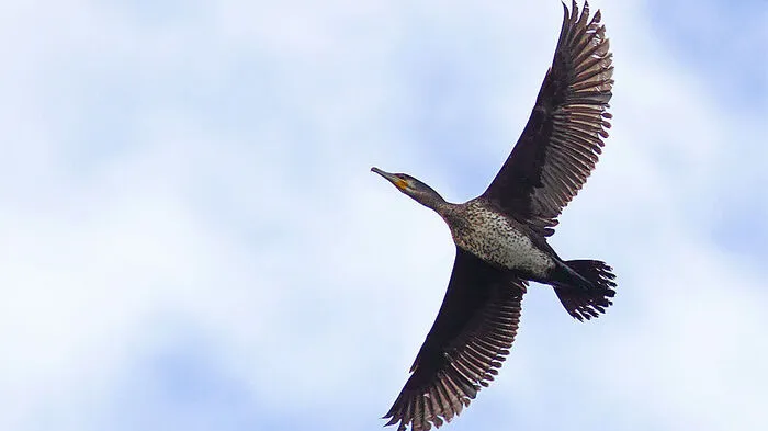 Imposante Erscheinung. Der Kormoran ist in der Region wieder zu sehen. Zwischenzeitlich war er in Österreich schon ausgerottet.