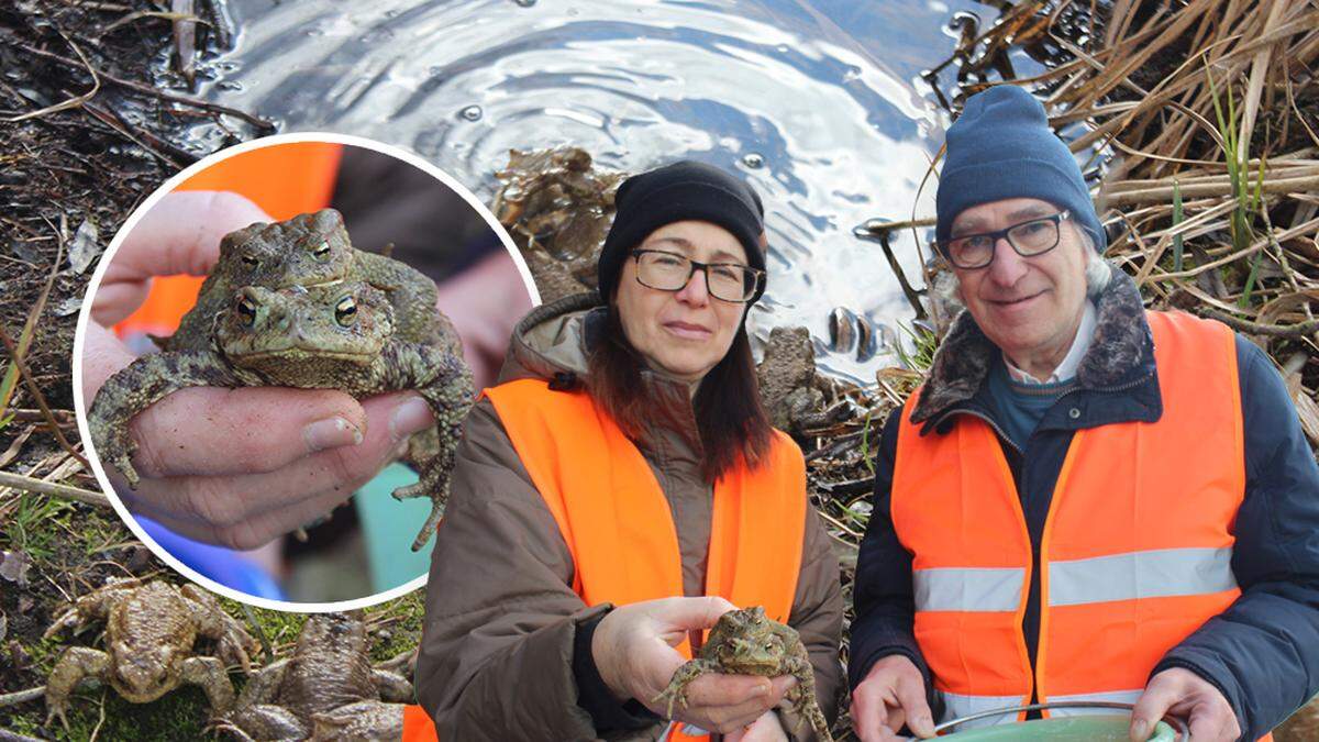Andrea Springer und Robert Komarek retten ehrenamtlich Amphibien. An &quot;guten Tagen&quot; kommen hundert Stück zusammen