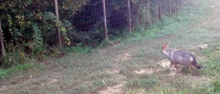 Wolf im Wald- und Wiesengebiet