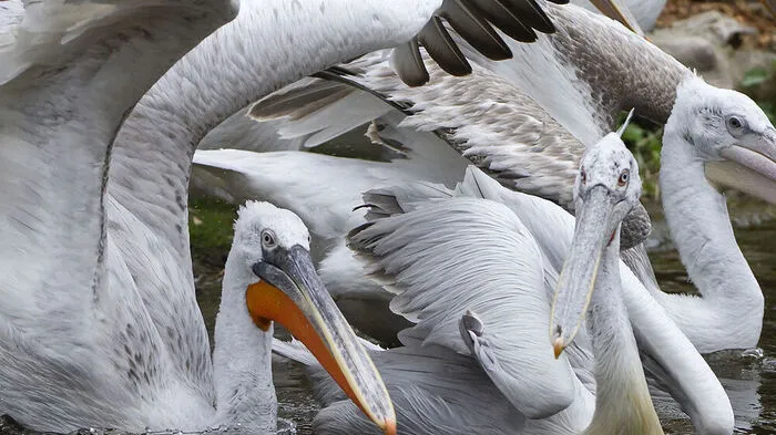Pelikan-Gruppe im Tiergarten Schönbrunn eingeschläfert