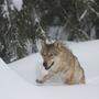 Ein in der Schweiz besenderter Wolf hat den Weg in die Steiermark gefunden (Sujetbild)