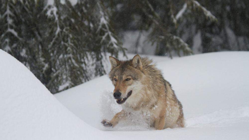 Ein in der Schweiz besenderter Wolf hat den Weg in die Steiermark gefunden (Sujetbild)