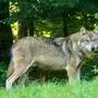 Ein Wolf steht am Waldrand