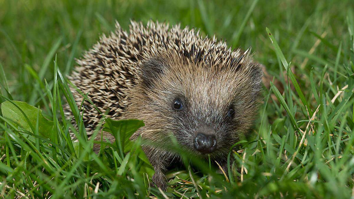 Stacheliger Gast im Garten: Igel haben 6000 bis 8000 Stacheln, die in die Rückenhaut eingebettet sind