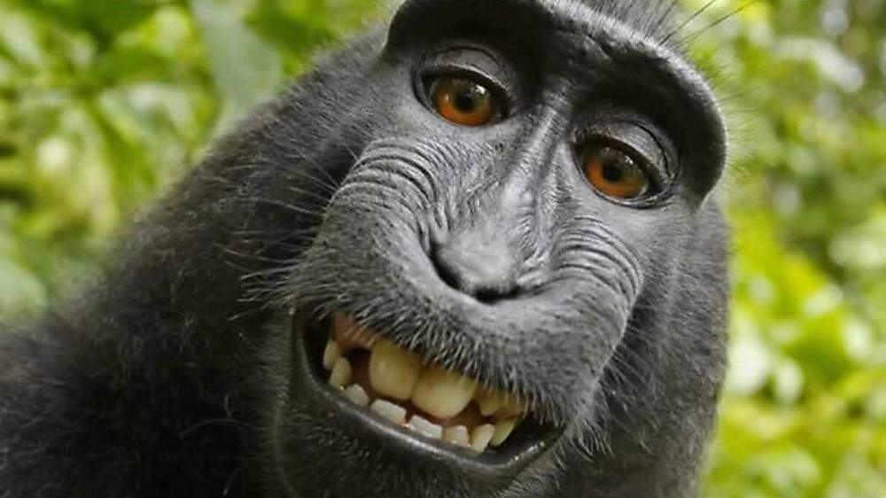 Das Affen-Selfie
