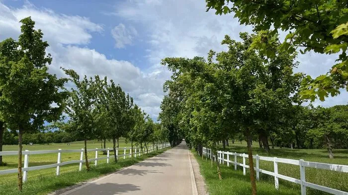 Weiß getünchte Holzzäune links und rechts der Straße begrenzen Weiden mit altem Baumbestand. So idyllisch gestaltet sich die Zufahrt zum Gestüt im slowenischen Lipica, nur 20 Fahrminuten von der italienischen Hafenstadt Triest entfernt.