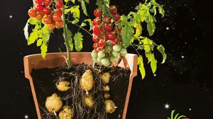 Erdäpfel und Paradeiser: Das kann "Erd2-Tom2"