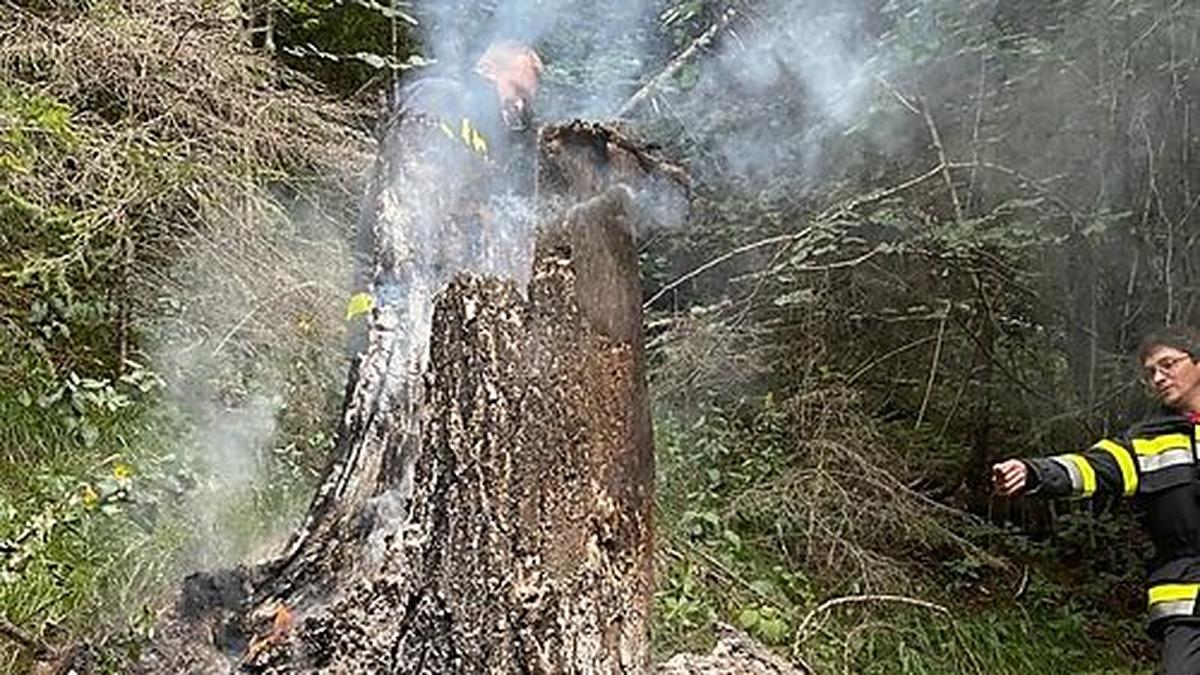 Baum stand im steilen und felsigen Gelände