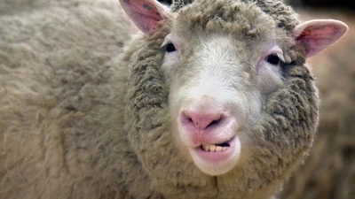 Dolly, das berühmteste Klonschaf der Welt