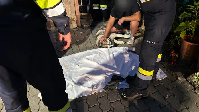 Der gerettete Hund befindet sich nach einer Operation auf dem Weg der Besserung.
