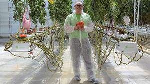 In der Frutura-Thermal-Gemüsewelt hat Christoph Schieder Platz für seine Riesentomaten
