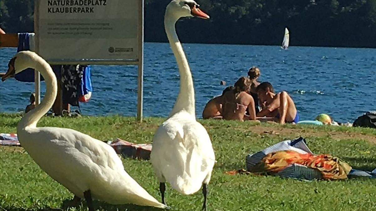 Schwäne zu Gast im Klauberpark in Seeboden