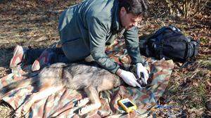 Wildbiologe Molinari bei der Kastration eines Wolfes