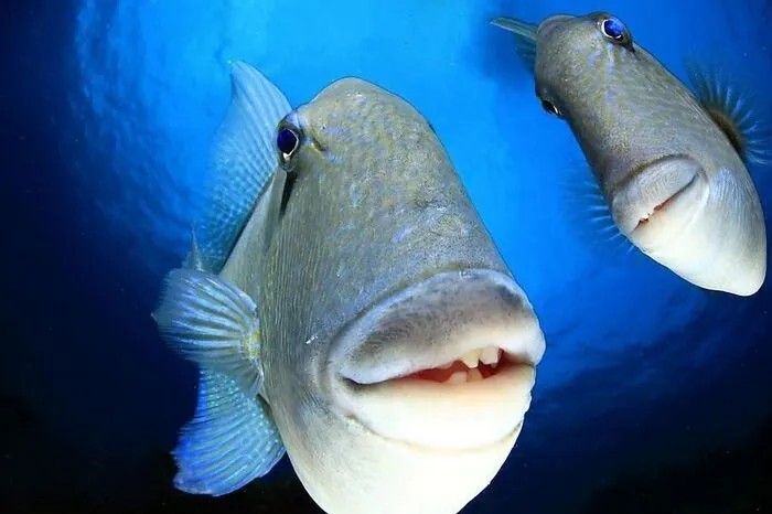 "Say Cheeeeese": Scheinbar lächeln die Fische ins Objektiv von Arthur Telle Thiemann.