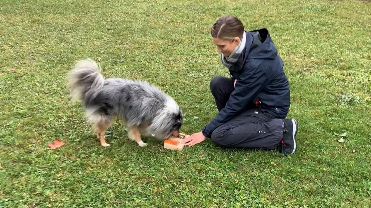 Kynologin Renate Ploder und Sheltie Pongo beim gemeinsamen Spiel