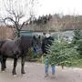 Pferde und Tannen gibt es bei Rudolf Retzer