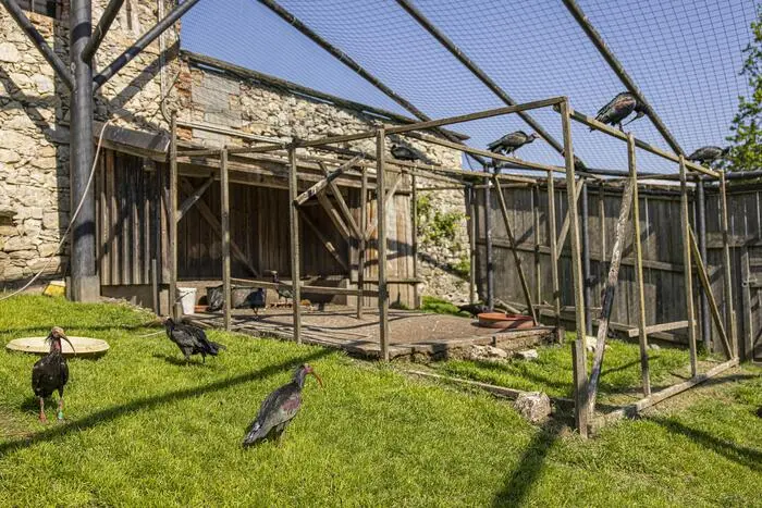 Steinböcke, Rehe und Pfaue laufen im Gehege frei herum. Auch den Waldrapp begegnet man im Tierpark Rosegg