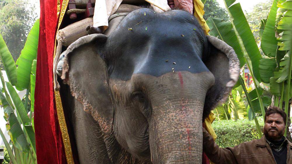 Strengere Gesetze für die Haltung von Elefanten in Sri Lanka