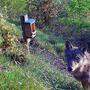 Auch in der Steiermark wurde heuer schon ein Wolf gesichtet.