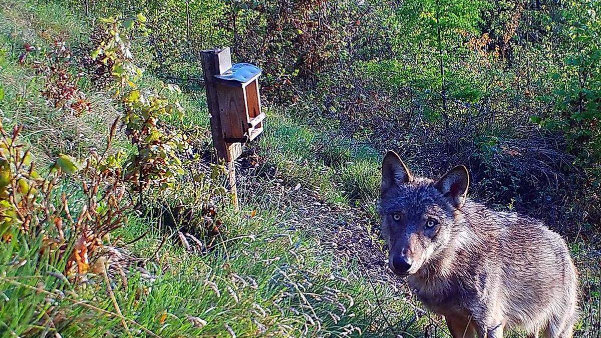 Auch in der Steiermark wurde heuer schon ein Wolf gesichtet.