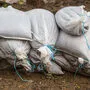 Mit Sandsäcken werden die Bäche gesichert