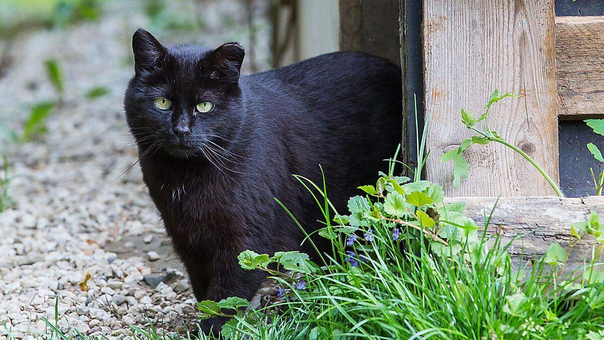 Katzen qualvoll verendet