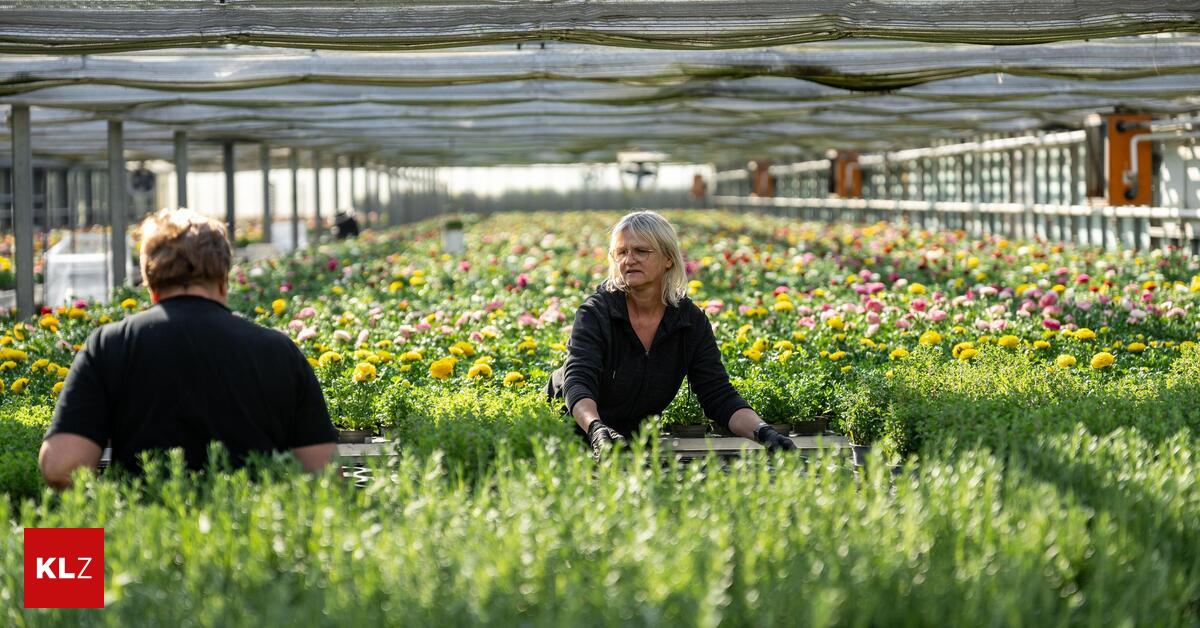 G-rtnerei-in-der-Hochsaison-Je-bunter-Beet-und-Garten-desto-besser-