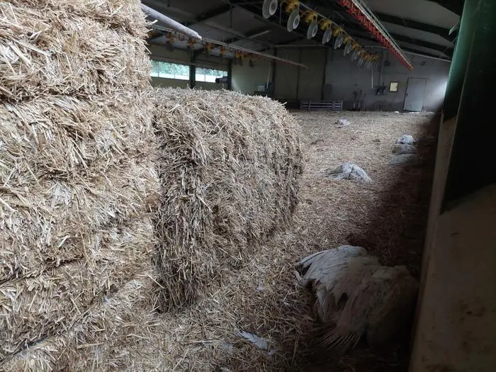 3000 Tiere sind alleine in diesem Stall in Unterlungitz verendet