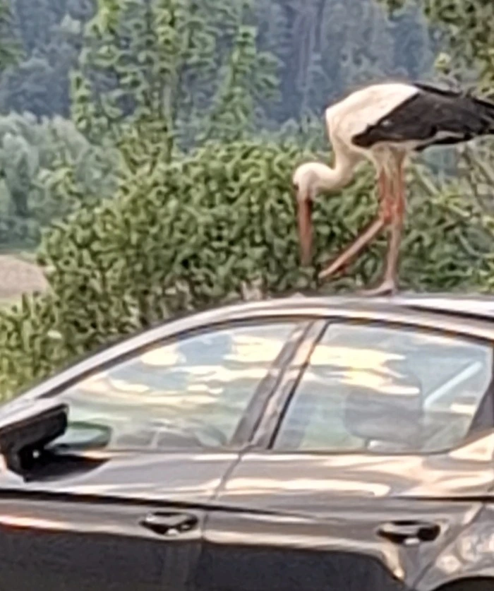 Mit dem spitzen Schnabel kann der Storch großen Schaden am Lack des Autos anrichten