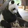 Yuan Yuan