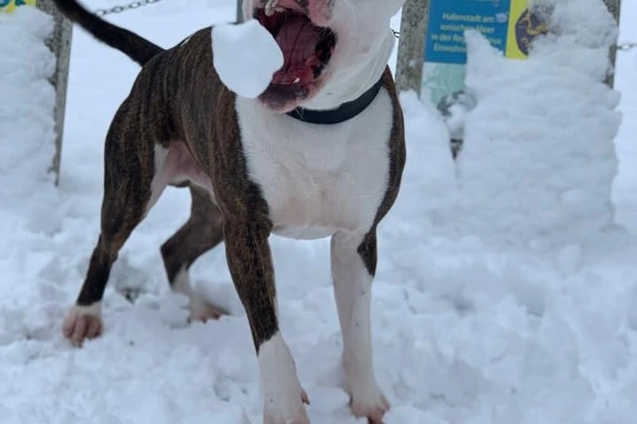 Schneeball-Schlachten machen nicht nur Menschen Spaß.