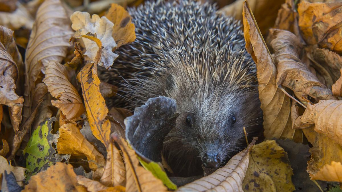 Igel im Herbstlaub  