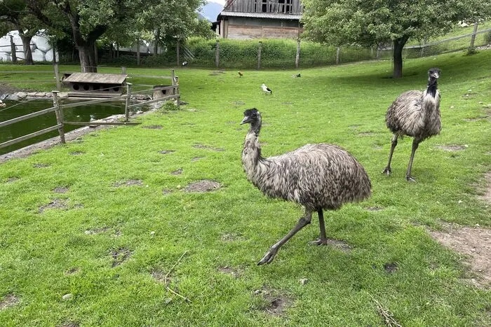 Die exotischen Tiere werden Teil des Tierparks sein, der 2023 eröffnet wird