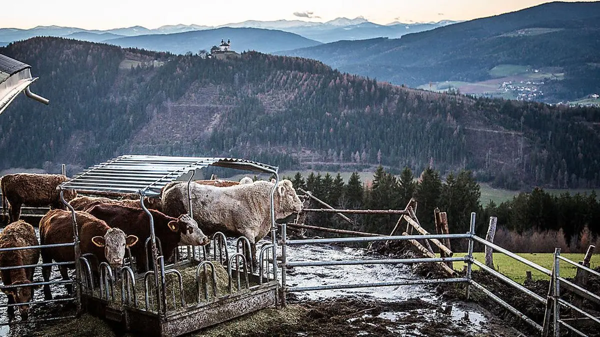 Neue Tests sollen zeigen, ob Bewohner des Tales Fleisch ihrer Kühe bedenkenlos verzehren können. In der Grafik unten ist der Rückgang der Belastungen zu erkennen