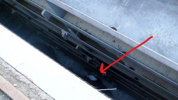 Zu einem nicht alltäglichen Einsatz wurde die Feuerwehr Weißkirchen am vergangenen Donnerstag-Abend gerufen. Bei dem Murkraftwerk in Fisching ging ein Störfall ein. Als der Diensthabende Nachschau hielt, bemerkte er in über 10 Meter Tiefe zwischen zwei Metallwänden einen "abgestürzten" Schwan.