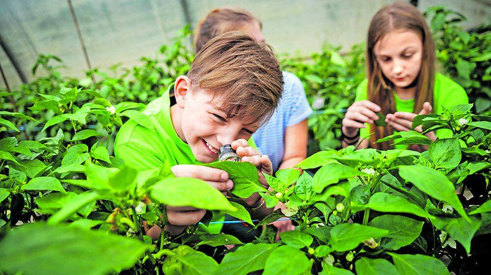 Lupe statt Handy: Lena und Lukas Hillebrand inspizieren im Gartenbaubetrieb ihrer Eltern, ob die von ihnen geschätzten Nützlinge auch ihre Arbeit verrichten: Schädlinge essen