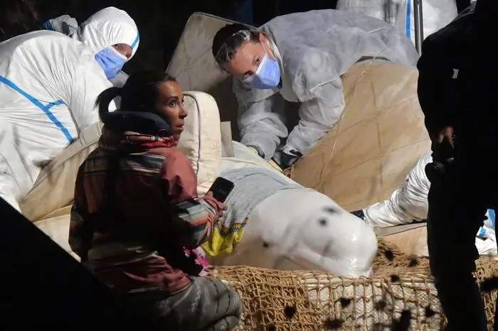 TOPSHOT - Veterinarians take care of a beluga whale that was stranded in the River Seine at Notre Dame de la-Garenne, northern France, on August 9, 2022. - French marine experts launched an ambitious operation on August 9 to rescue an ailing beluga whale that swam up the Seine river, to return it to the sea. The four-metre (13-foot) cetacean, a protected species usually found in cold Arctic waters, was spotted a week ago heading towards Paris, and is now some 130 kilometres inland. (Photo by JEAN-FRANCOIS MONIER / AFP)