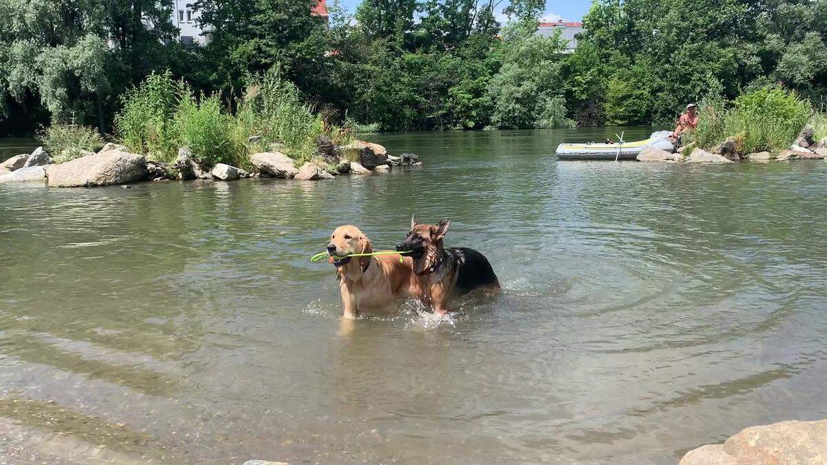 Die Hundstage haben Graz im Griff. Nicht nur Vierbeiner sehnen sich nach Abkühlung und finden sie immer öfter auch in der Mur. 